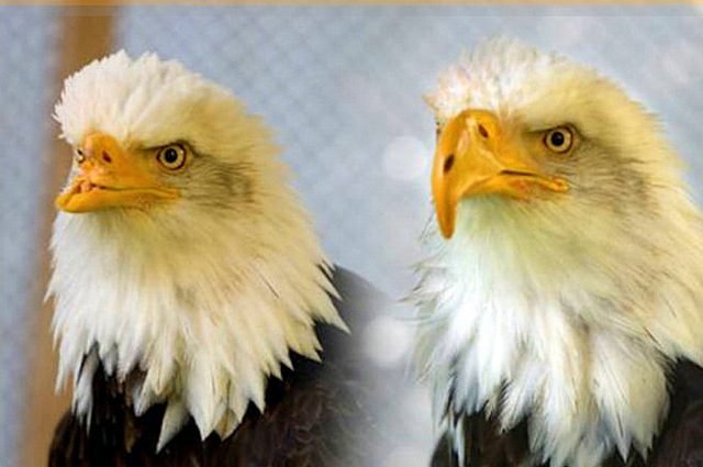 Beauty and the Beak Bald Eagle