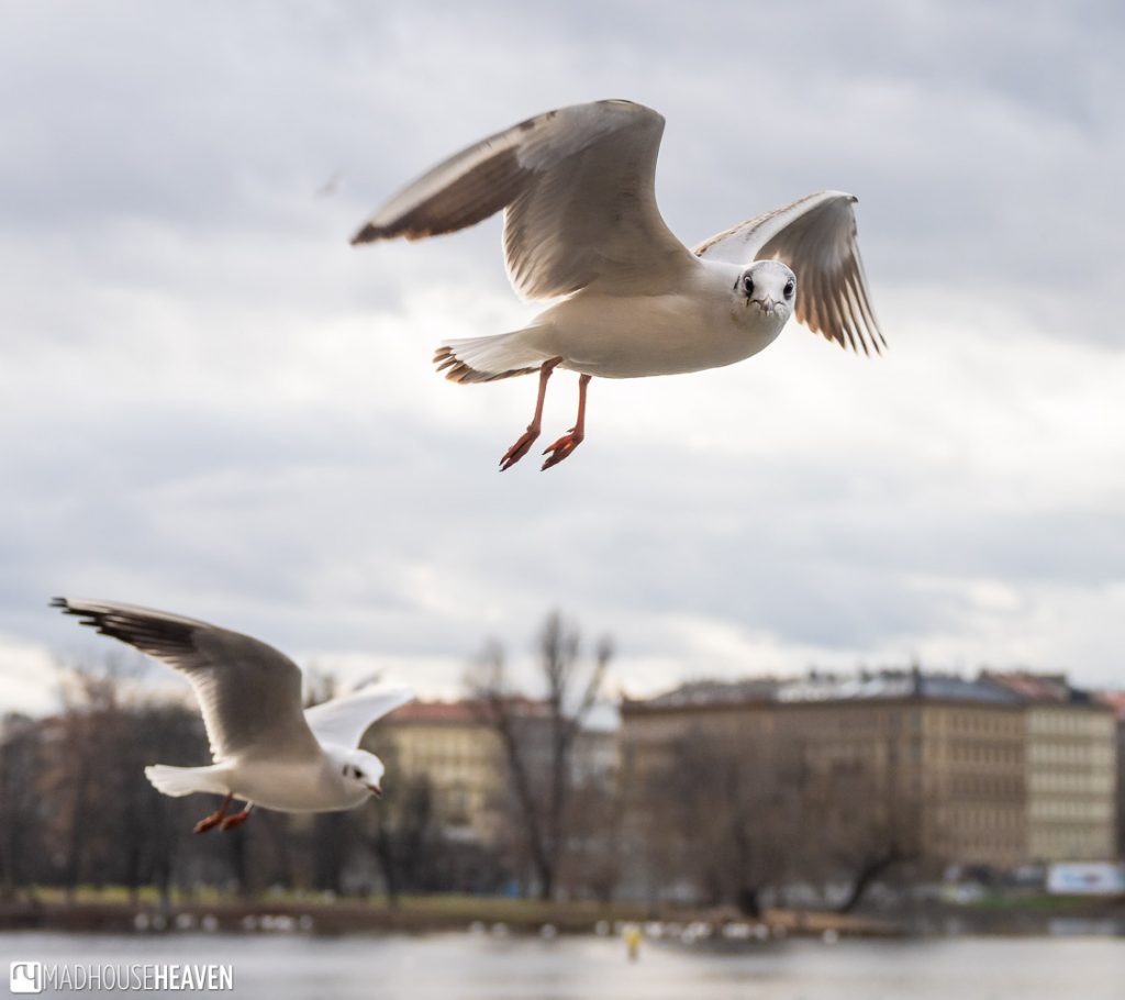 Seagulls flying above the Vltava near Charles Bridge