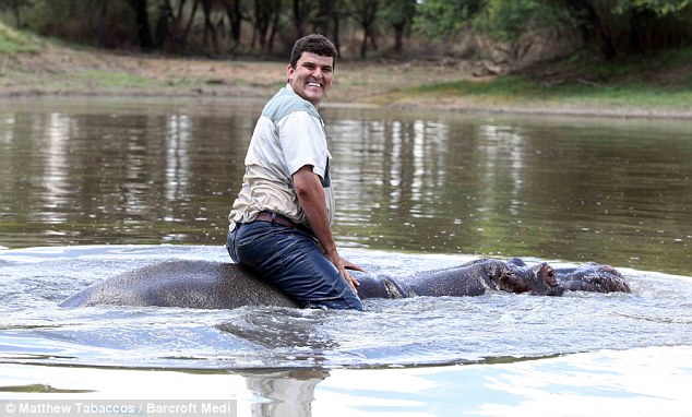 Pet: The pair splashed around with Mr Els completely at ease with the 1,200 kg animal