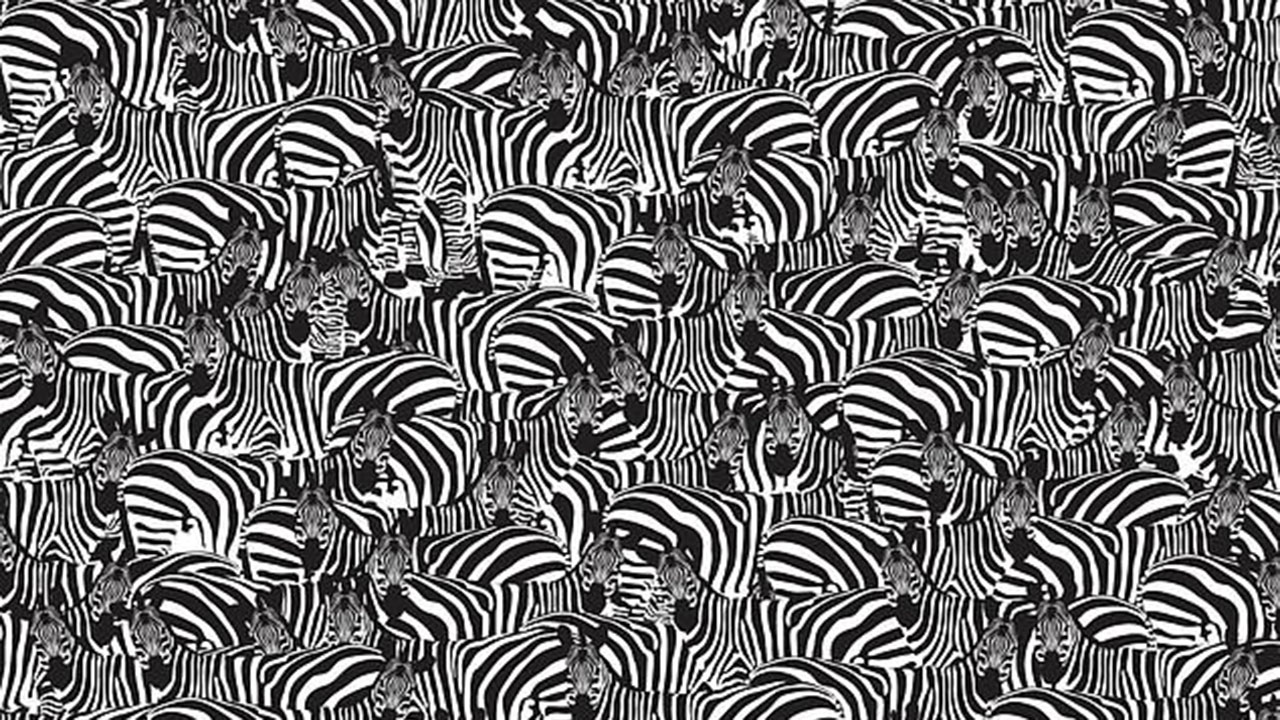 Can you spot the keyboard hidden amongst the pack of zebras?